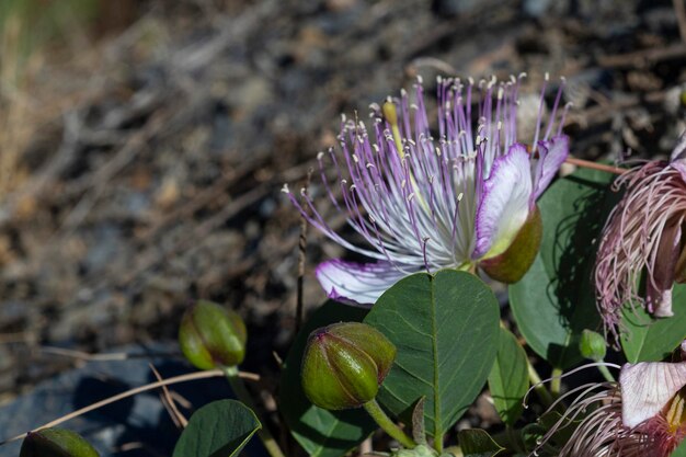 Foto caper bush ou flinders rose capparis spinosa malaga espanha