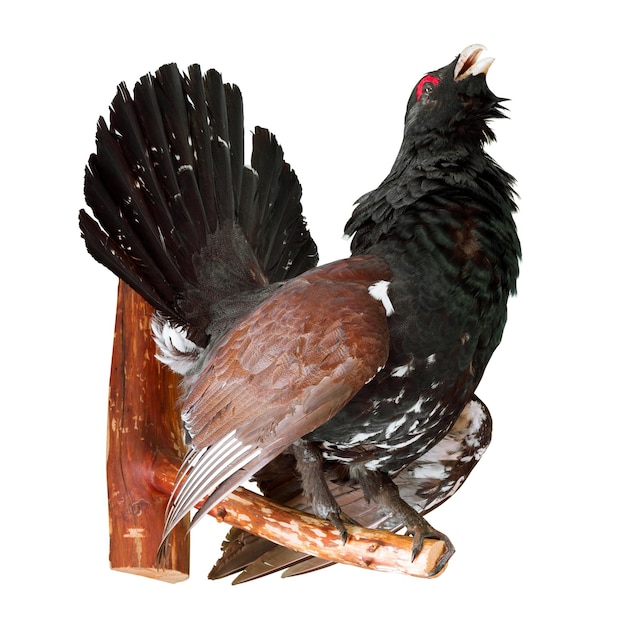 Capercaillie recheado em taxidermia branca