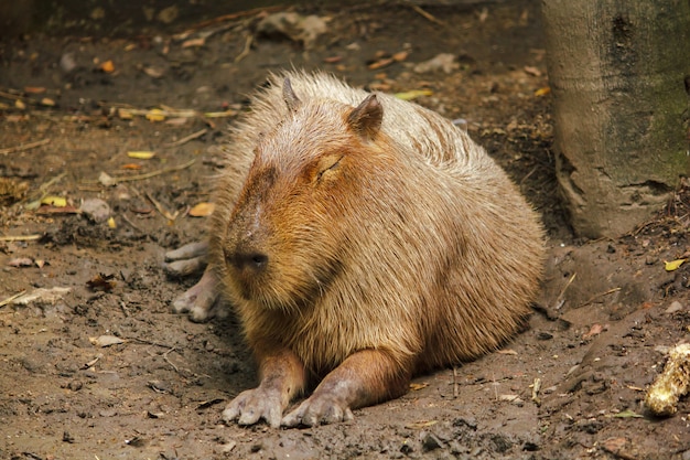 Capibara está no zoológico é o maior rato do mundo