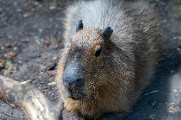 Capibaras durmientes - Hydrochaeris hydrochaeris - El roedor vivo más grande del mundo.