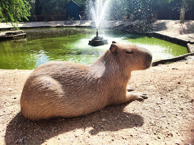 Los capibaras hydrochoerus hydrochaeris descansan en la costa del estanque