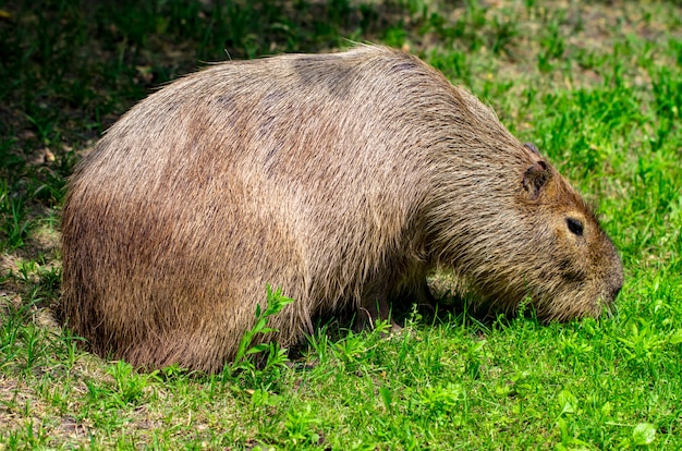 Capibaras. El roedor vivo más grande del mundo.