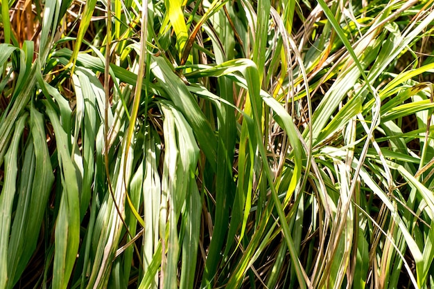 Capim citronela planta Cymbopogon winterianus e planta medicinal Cymbopogon nardus