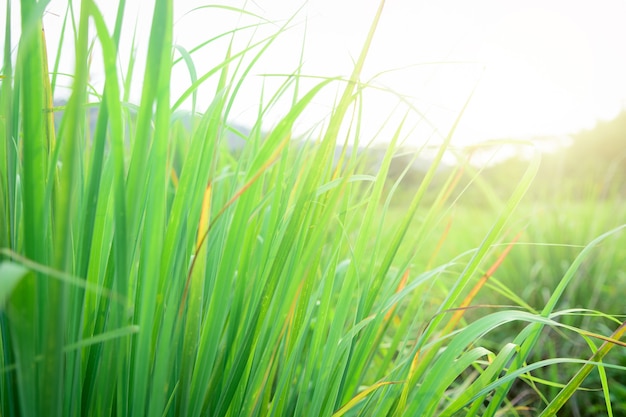 Capim-limão cultivado na horta, as ervas têm propriedades medicinais.