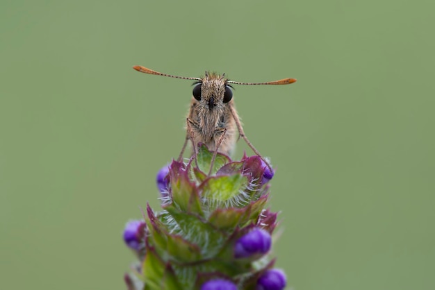 Capitão pequeno na flor