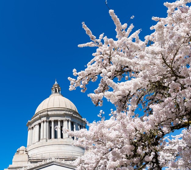 Capitólio dos EUA com sakura florescendo Edifício Legislativo do Capitólio do Estado de Washington