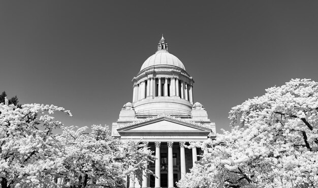 Foto capitolio de los estados unidos con sakura bloom edificio legislativo del capitolio del estado de washington en olympia