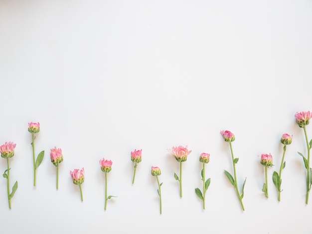 Capítulo hecho de flores rosadas y de hojas verdes en el fondo blanco