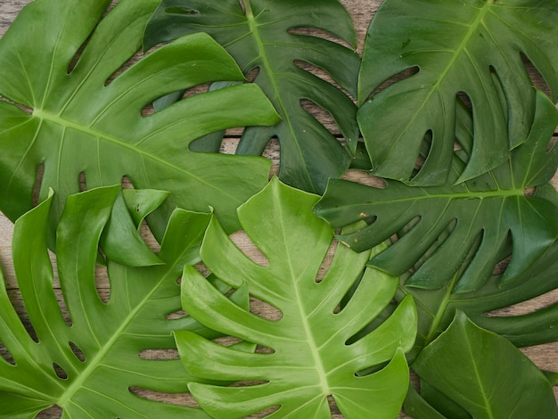 Capítulo de las hojas tropicales Monstera en viejo fondo de madera. espacio para texto. plano, vista desde arriba