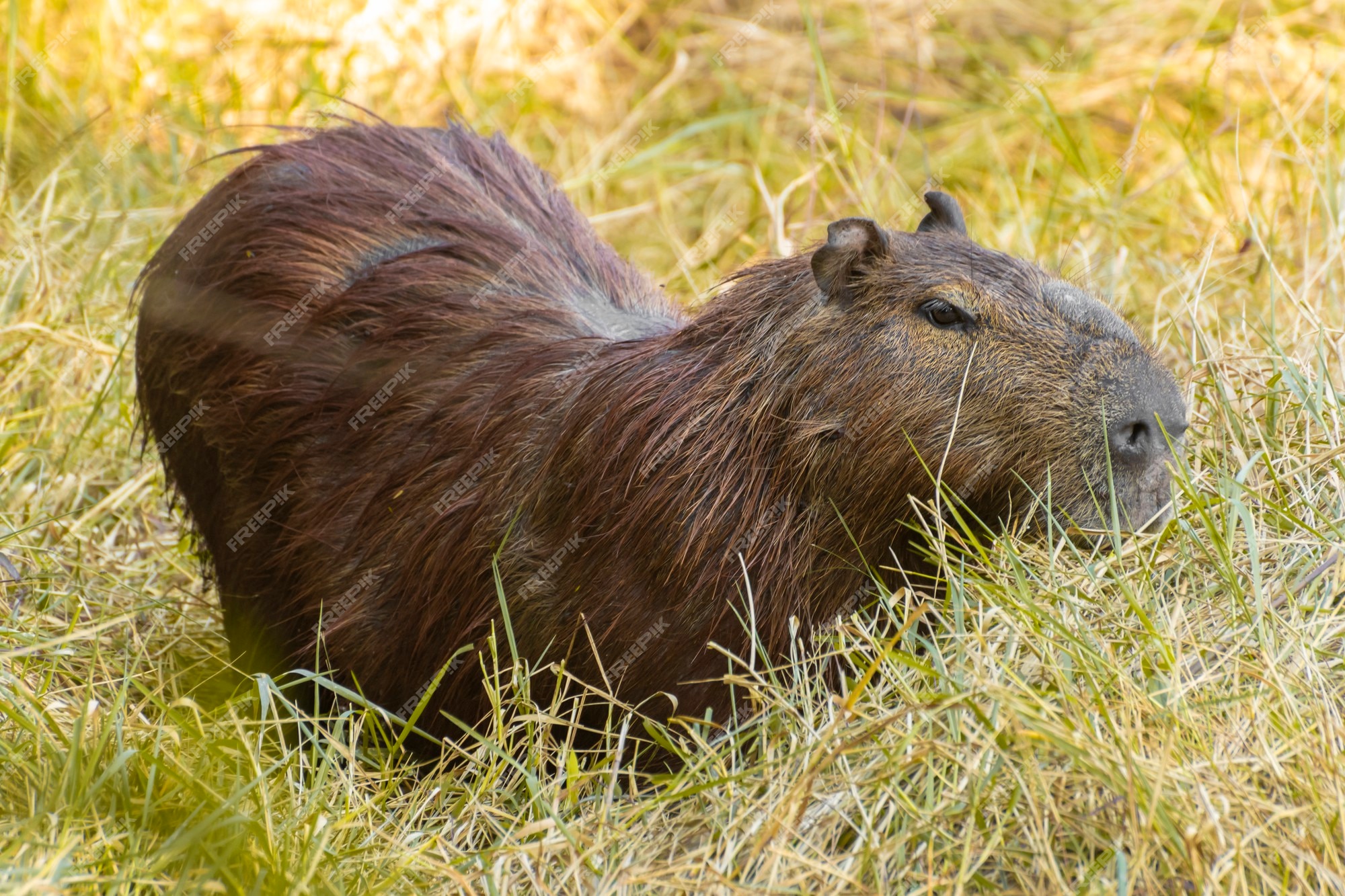 A Capybaraand his friend.  Capivara desenho, Animais brasileiros,  Capivara