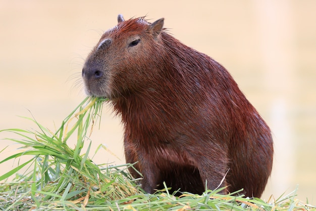 capivara comendo