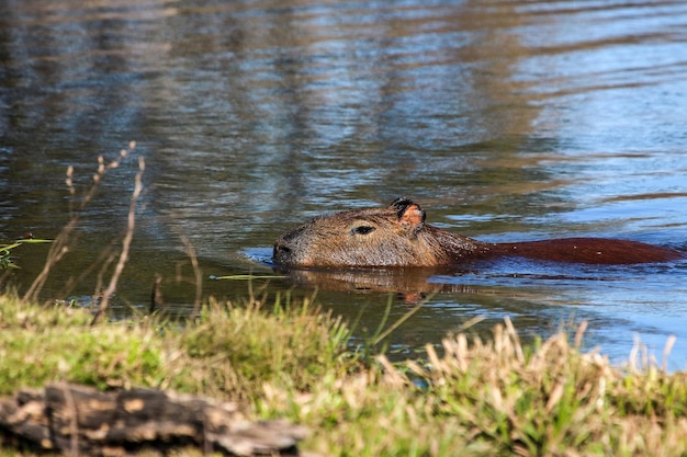 Capivara cruzando o rio Iguaçu