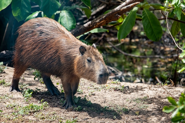 Capivara em seu habitat natural