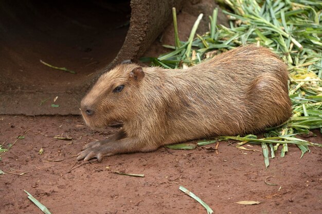 Capivara Hydrochoerus hydrochaeris