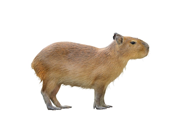 Capivara isolada no fundo branco.