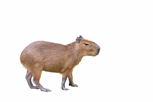 Foto capivara isolada no fundo branco.