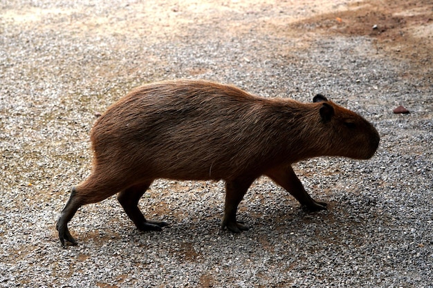 Capivara na fazenda de animais