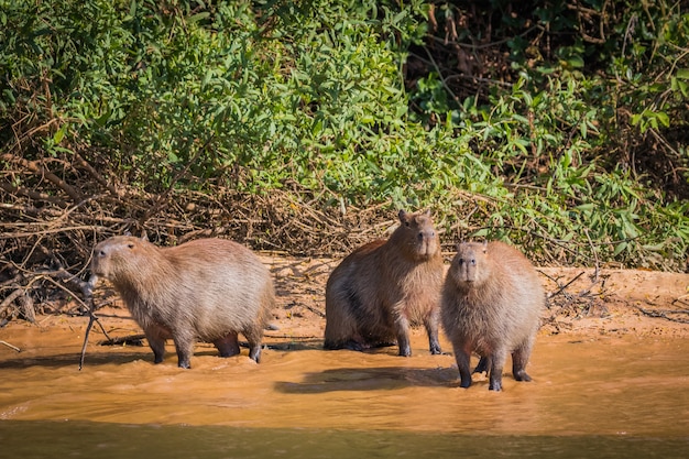 Capivara na natureza