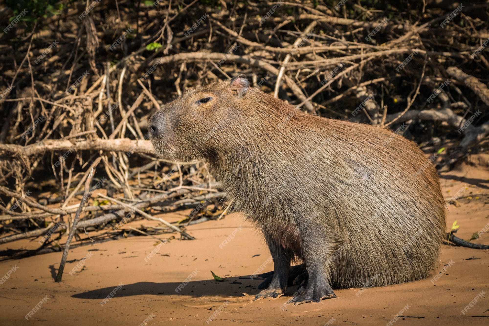 Capivara Imagens – Download Grátis no Freepik