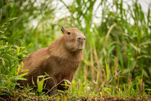 Capivara no habitat natural do norte do pantanal maior rondent américa selvagem da vida selvagem sul-americana beleza da natureza