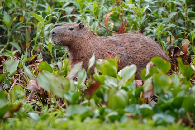 Capivara no habitat natural do pantanal norte