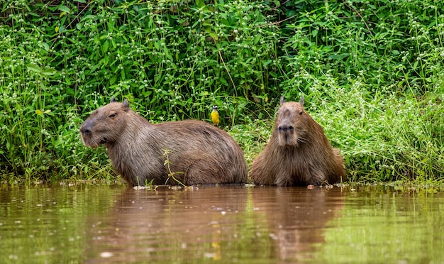 Capivara perto do rio na grama