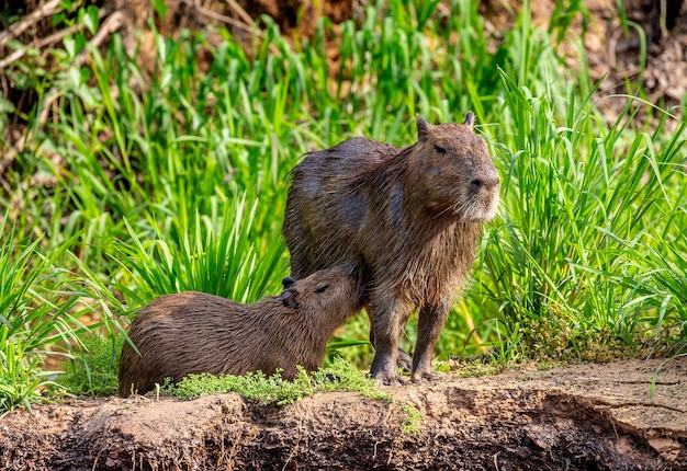 Capivara perto do rio na grama