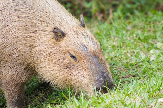 Capivara se alimentando ao ar livre no Rio de Janeiro Brasil