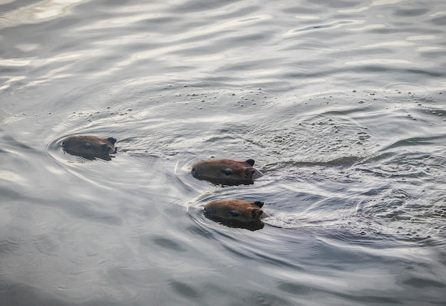 Capivaras ao lado do lago em Belo Horizonte Brasil