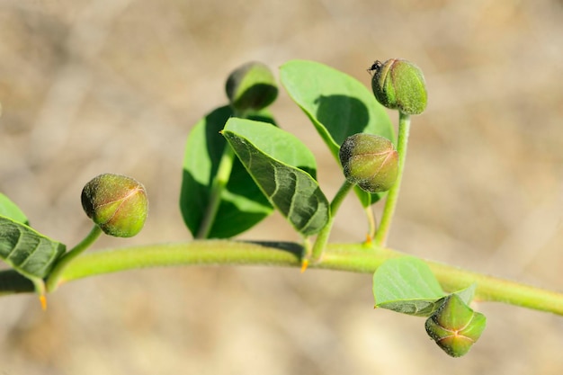 Capparis spinosa a alcaparra é uma planta arbustiva com botões comestíveis