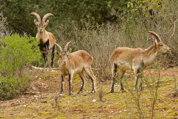 Capra pyrenaica - A cabra montesa ou íbex ibérico é uma das espécies de bovídeos do gênero Capra