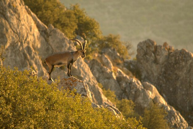 Capra pyrenaica - a cabra montesa ou íbex ibérico é uma das espécies de bovídeos do gênero capra