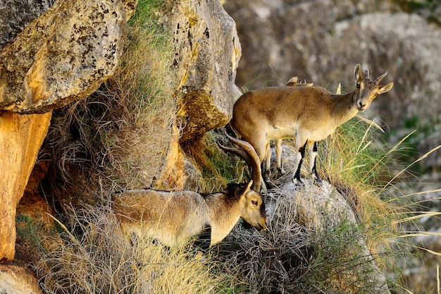 Capra pyrenaica - La cabra montés o cabra montés es una de las especies de bóvidos del género Capra