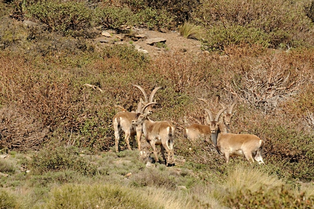 Capra pyrenaica - La cabra montés o cabra montés es una de las especies de bóvidos del género Capra