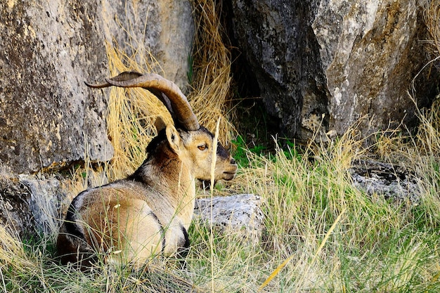 Capra pyrenaica - Die Bergziege oder Iberischer Steinbock ist eine der Arten von Hornträgern der Gattung Capra