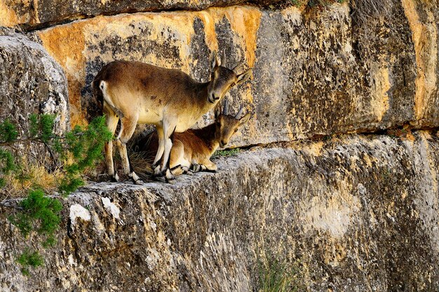 Capra pyrenaica - Die Bergziege oder Iberischer Steinbock ist eine der Arten von Hornträgern der Gattung Capra