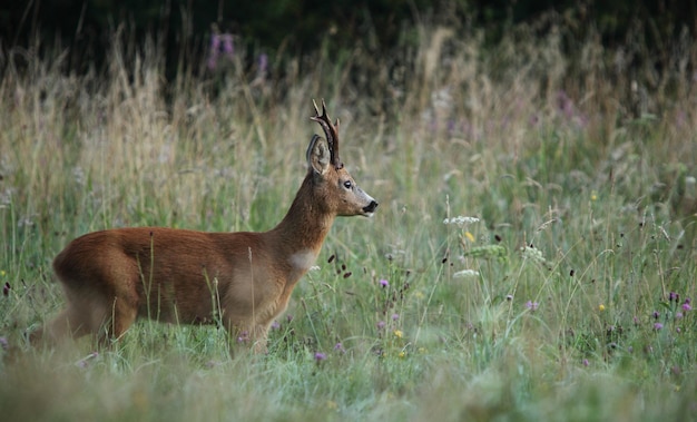 Capreolus capreolus da espécie Roebuck