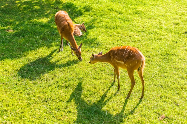 Capreolus europeu veado comendo grama