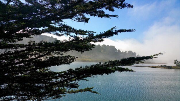 Caprichoso ven conmigo en el día místico de niebla