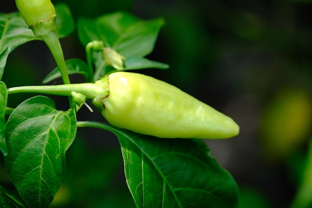 Capsicum frutescens es una fruta y planta miembro del género Capsicum. pimienta de cayena. picante .