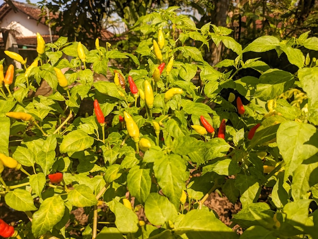 Un capsicum frutescens o cabai rawit Ingredientes para comida picante