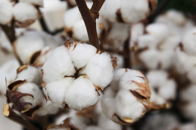 Cápsula de algodón de planta de algodón en rama en campo de algodón