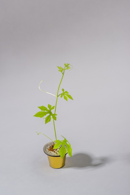 cápsula de café reutilizada artísticamente como una pequeña jarra con una planta rastrera que crece fuera de la cápsula