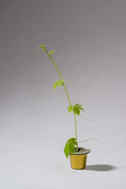 cápsula de café reutilizada artisticamente como um pequeno jarro com uma planta rasteira crescendo fora da cápsula