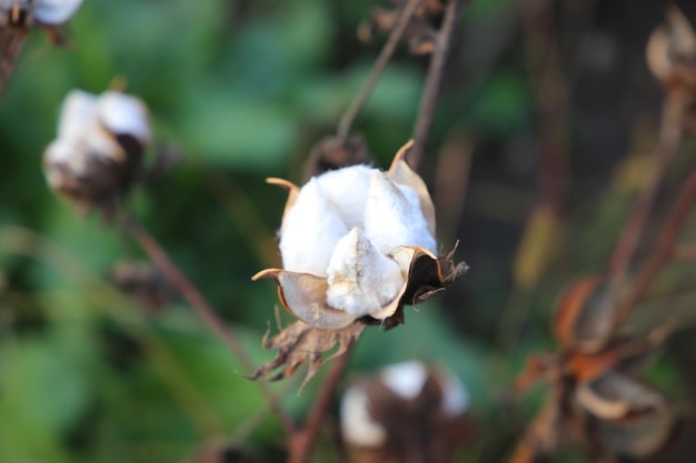 Cápsulas de algodón maduras en la rama