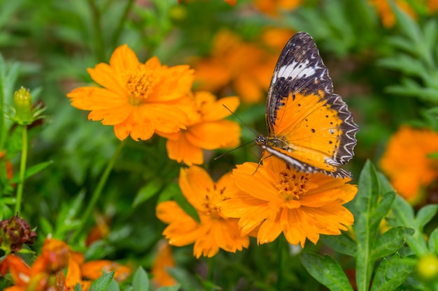 Captura amarela da borboleta em flores amarelas do cosmos.