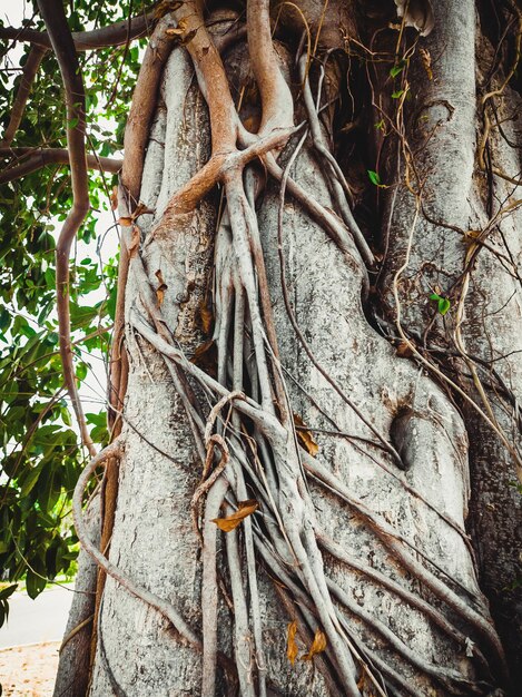 Captura aproximada da casca do tronco da árvore contra o fundo da paisagem marítima e das palmas Formato vertical de histórias