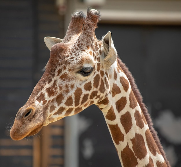 Captura aproximada da girafa