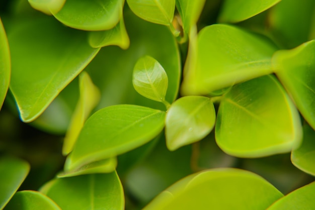 Captura aproximada da textura suave das folhas da planta