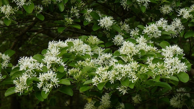 Captura aproximada das flores brancas de uma árvore marginal chinesa